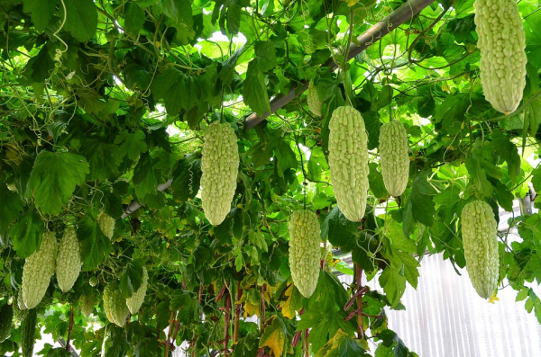 夏季吃苦瓜等蔬菜 消暑促进食欲